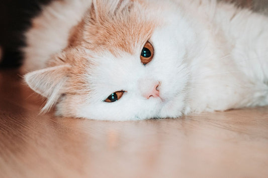 A cat lying on a wooden floor in the heat