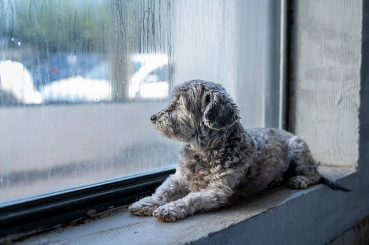 A dog looking out of a rain-streaked window