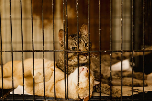 Two shelter cats waiting in a cage