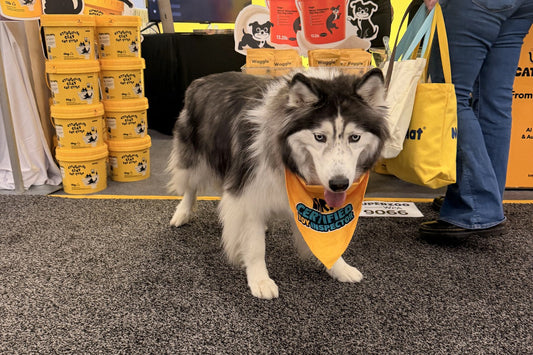 A husky in a CATPAK bandana at the CATPAK and Waggle booth, SuperZoo 2026
